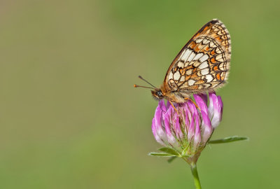 Melitaea celadussa / Zuidelijke bosparelmoervlinder