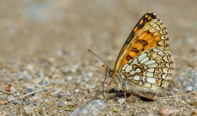 Melitaea celadussa / Zuidelijke bosparelmoervlinder