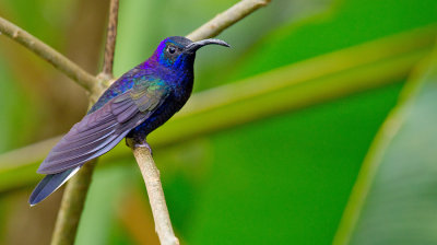 Violet Sabrewing / Violette sabelvleugel 