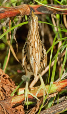 Little Bittern / Woudaap