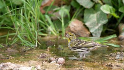 Serin / Europese Kanarie