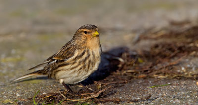 Twite / Frater
