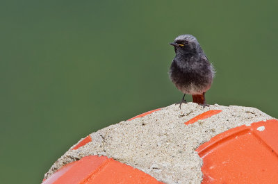 Black redstart / Zwarte roodstaart