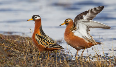 Grey Phalarope / Rosse Franjepoot
