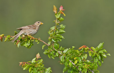 Corn Bunting / Grauwe Gors 