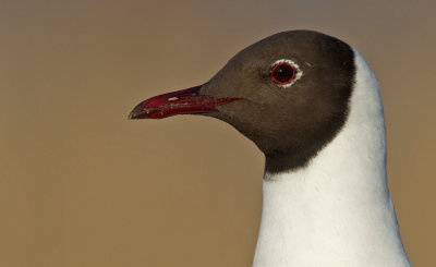 Blackheaded Gull / Kokmeeuw