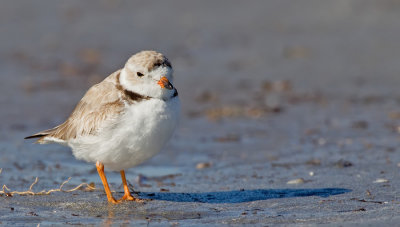 Pipingplover / Dwergplevier