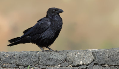 Canary island raven / Raaf (Ssp: Corvus corax tingitanus)