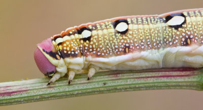 Striped Hawk-moth / Gestreepte pijlstaart