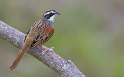 Stripe-headed Sparrow / Roeststaartgors