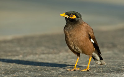 Common myna / Treurmaina 