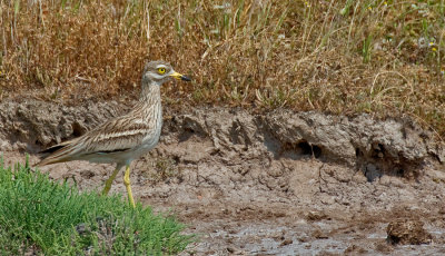 Stone curlew / Griel 