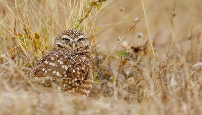 Burrowing owl / Holenuil