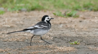 Pied wagtail / Rouwkwikstaart 