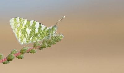 Fuerteventura Green Striped White / Euchloe hesperidum