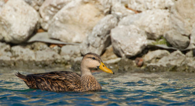 Mottled duck / Gevlekte Florida-eend