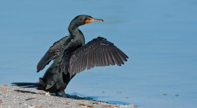 Double-crested Cormorant / Geoorde aalscholver 