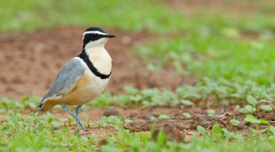 Egyptian plover / Krokodilwachter