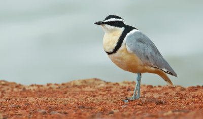Egyptian plover / Krokodilwachter
