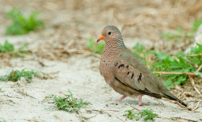 Common Ground Dove / Musduif