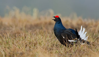Black Grouse / Korhoen