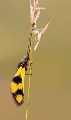 Libelloides macaronius 
