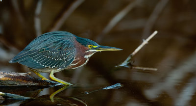 Green Heron / Groene Reiger