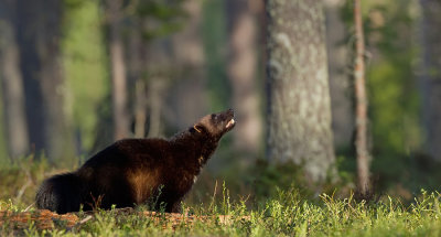 Wolverine / Veelvraat 