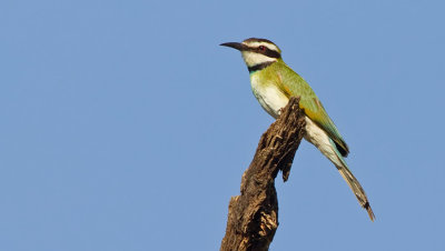 White-throated bee-eater / Witkeelbijeneter