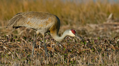 Sandhill Crane / Prairie kraanvogel