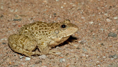 Eurasian Marsh Frog / Meerkikker