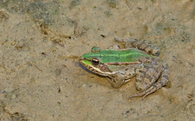 Eurasian Marsh Frog / Meerkikker