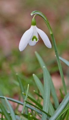 Common snowdrop / Gewoon sneeuwklokje