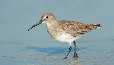 Dunlin / Bonte strandloper