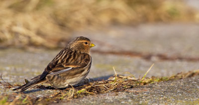 Twite / Frater