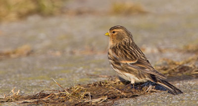 Twite / Frater