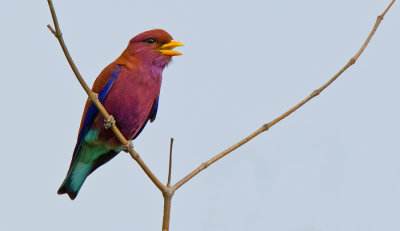 Broadbilled roller / Breedbekscharrelaar