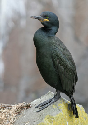 Shag / Kuifaalscholver 