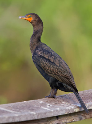 Double-crested Cormorant / Geoorde aalscholver