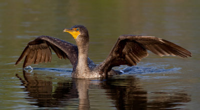 Double-crested Cormorant / Geoorde aalscholver