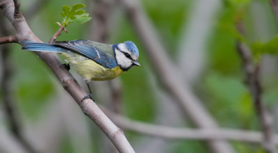 Blue tit / Pimpelmees