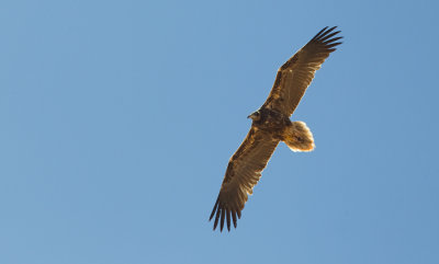 Egyptian vulture ssp. majorensis / Aasgier ssp. majorensis