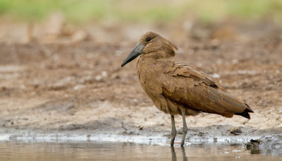 Hamerkop