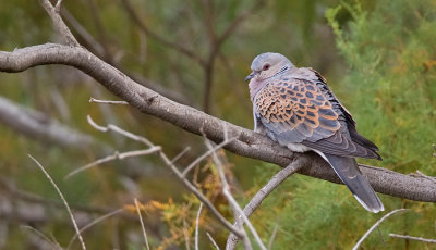 Turtle dove / Zomertortel
