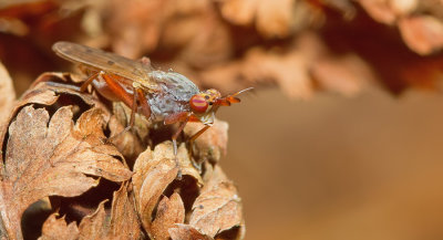 Elgiva cucularia 