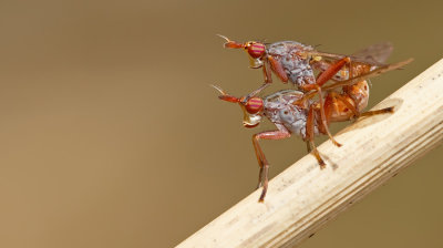 Elgiva cucularia 