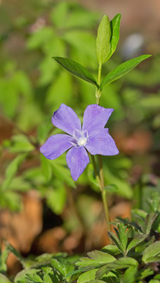 Lesser periwinkle / Kleine maagdenpalm