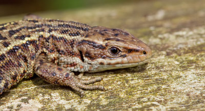Levendbarende Hagedis / Common Lizard