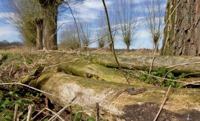 Levendbarende Hagedis / Common Lizard