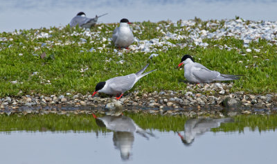 Common Tern / Visdief